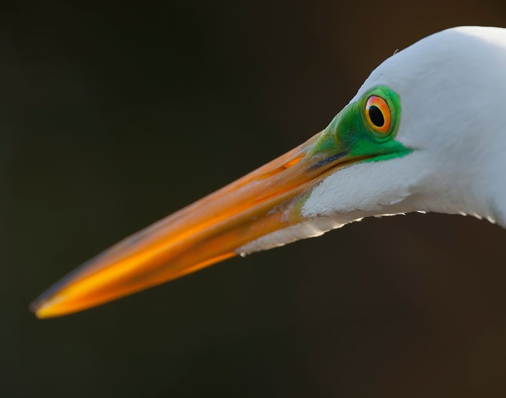 Bright green lores identify a great egret in breeding plumage